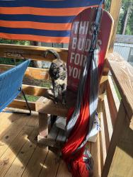 Found/Stray Female Cat last seen Auburn vet School, Auburn, AL 36832