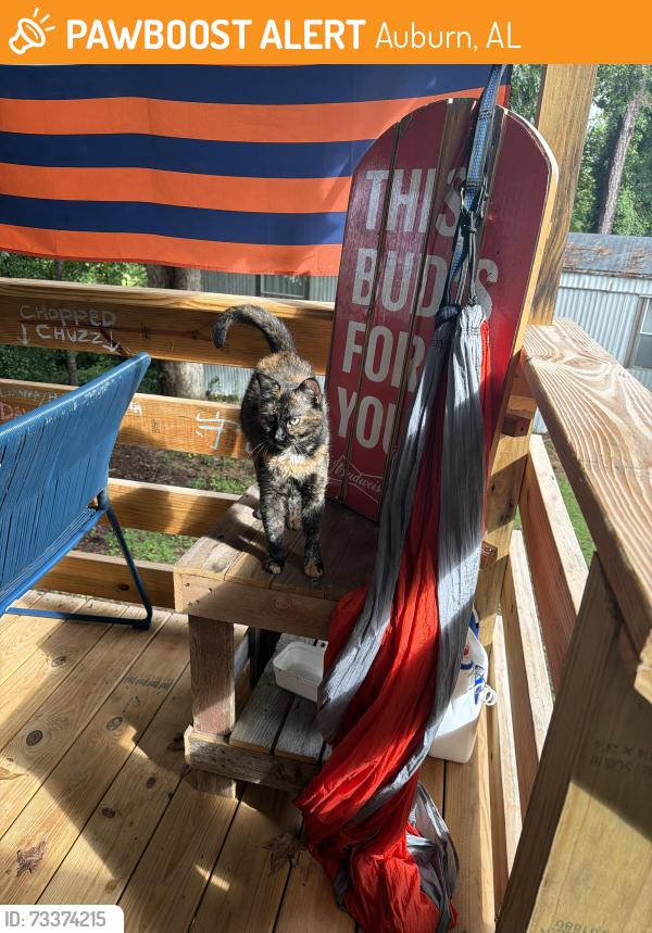 Found/Stray Female Cat last seen Auburn vet School, Auburn, AL 36832