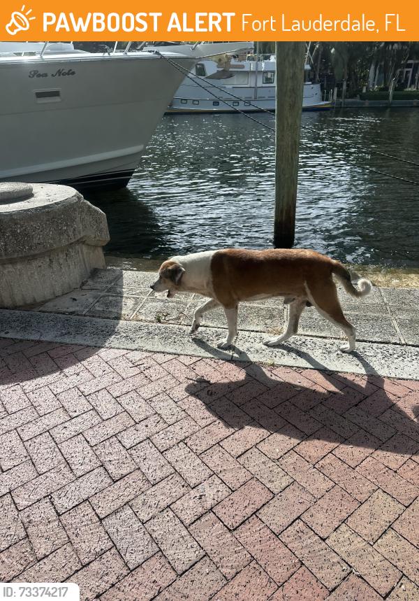 Found/Stray Male Dog last seen Las olas grand, Fort Lauderdale, FL 33301