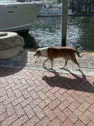 Found/Stray Male Dog last seen Las olas grand, Fort Lauderdale, FL 33301