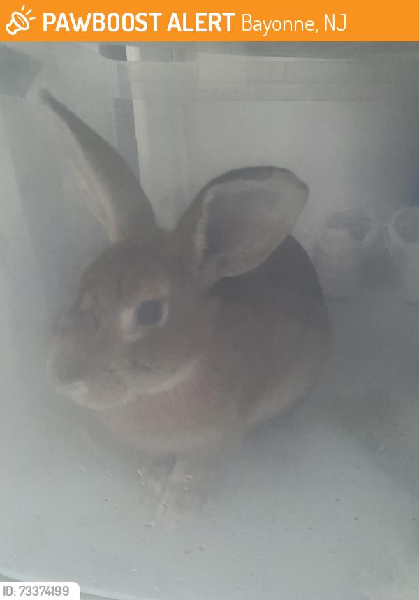 Found/Stray Unknown Rabbit last seen 18th St, Bayonne, NJ 07002