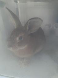 Found/Stray Unknown Rabbit last seen 18th St, Bayonne, NJ 07002