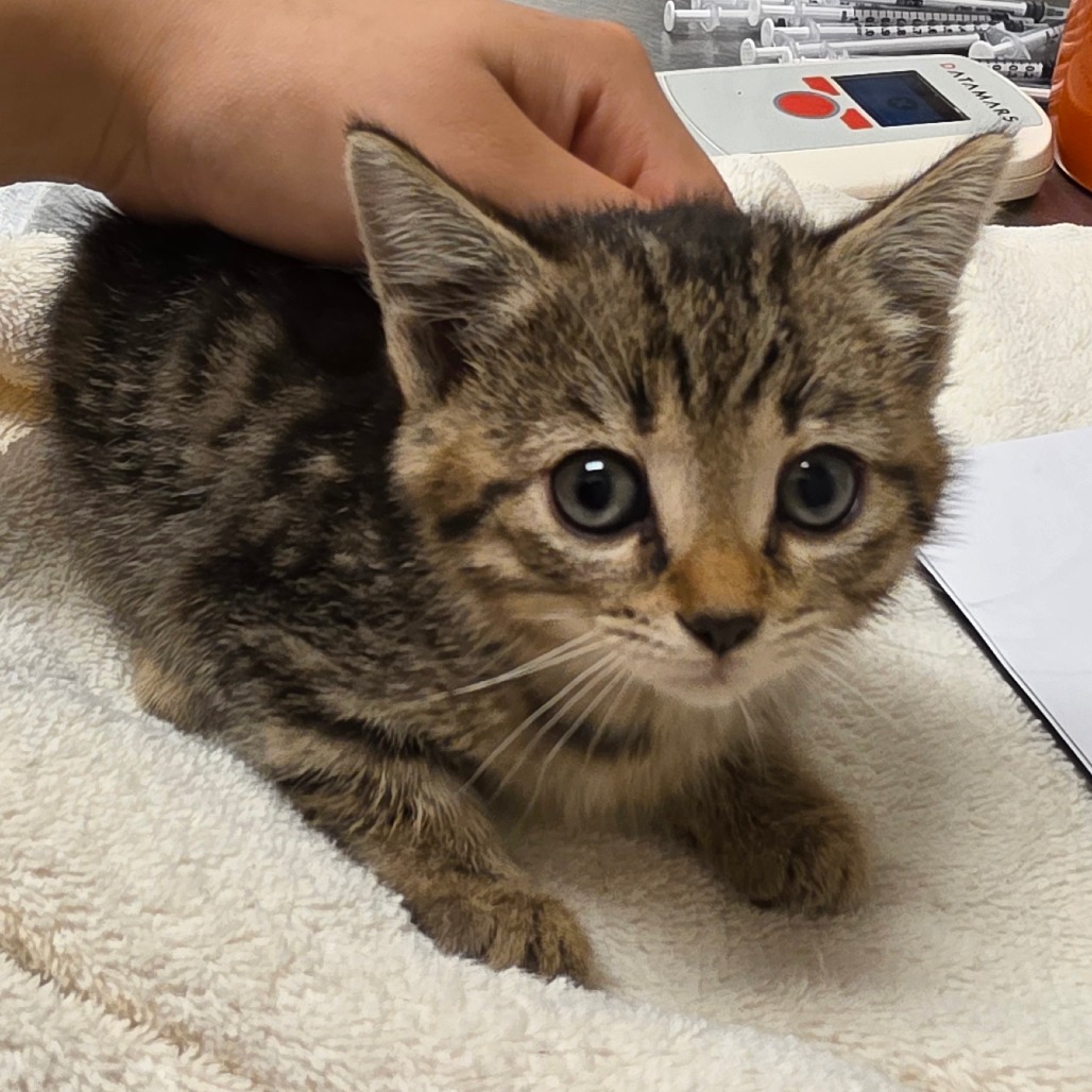 Shelter Stray Female Cat last seen , 54687 Co Rd 19, Bristol, IN 46507, USA