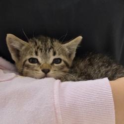 Shelter Stray Male Cat last seen , 54687 Co Rd 19, Bristol, IN 46507, USA