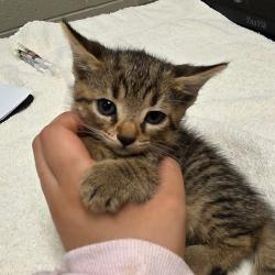 Shelter Stray Female Cat last seen , 54687 Co Rd 19, Bristol, IN 46507, USA