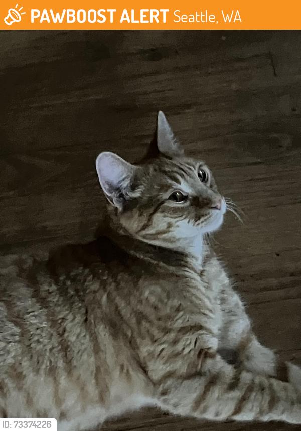 Found/Stray Male Cat last seen Greenwood Ave N & N 55th St, Seattle, WA 98103