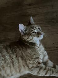 Found/Stray Male Cat last seen Greenwood Ave N & N 55th St, Seattle, WA 98103