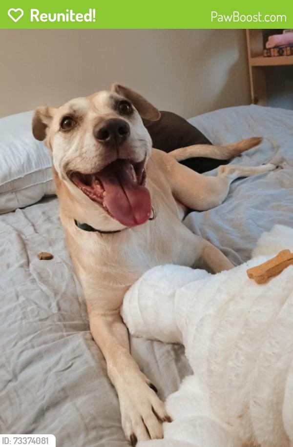 Reunited Male Dog last seen Lakes at Lincoln apmts near the pool, Greensboro, NC 27410