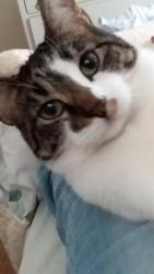 Lost Male Cat last seen Cleveland ave and New Brighton Rd, New Brighton, MN 55112