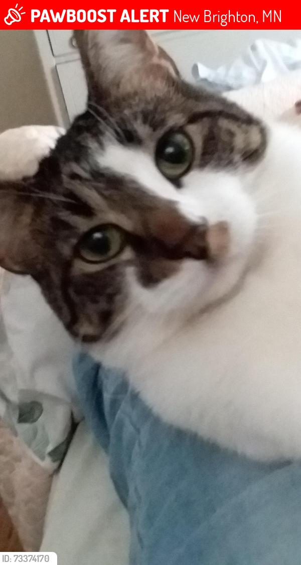 Lost Male Cat last seen Cleveland ave and New Brighton Rd, New Brighton, MN 55112