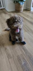 Reunited Male Dog last seen Bryan & marketplace, Irvine, CA 92602