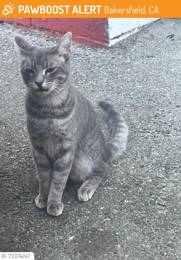 Found/Stray Male Cat last seen Height street and haley st, Bakersfield, CA 93305