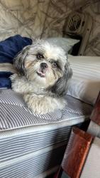 Lost Female Dog last seen Beltway8 and woodforest blvd, Houston, TX 77015