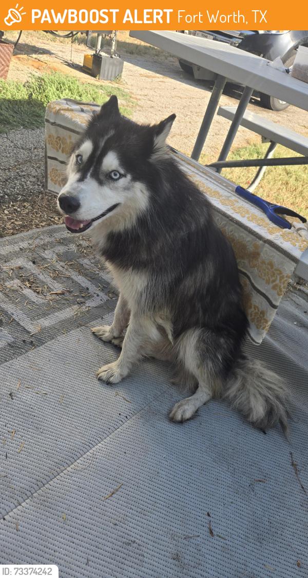 Found/Stray Unknown Dog last seen Mustang Park Benbrook Lake, Fort Worth, TX 76126