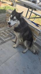 Found/Stray Unknown Dog last seen Mustang Park Benbrook Lake, Fort Worth, TX 76126