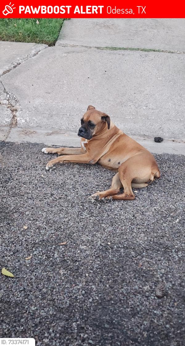 Lost Unknown Dog last seen Oakwood and Cumberland, Odessa, TX 79761