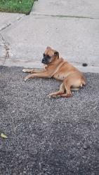Lost Unknown Dog last seen Oakwood and Cumberland, Odessa, TX 79761
