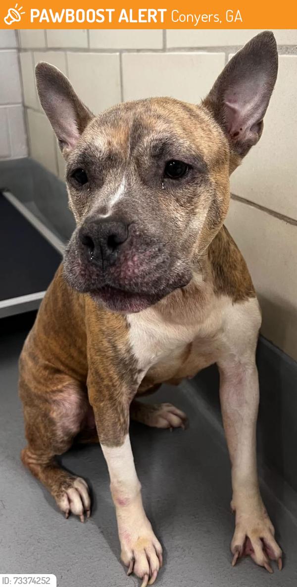 Found/Stray Unknown Dog last seen Located at Rockdale County Animal Service, 1506 Rockbridge Road, Conyers, GA 30012, Conyers, GA 30012