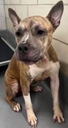 Found/Stray Unknown Dog last seen Located at Rockdale County Animal Service, 1506 Rockbridge Road, Conyers, GA 30012, Conyers, GA 30012