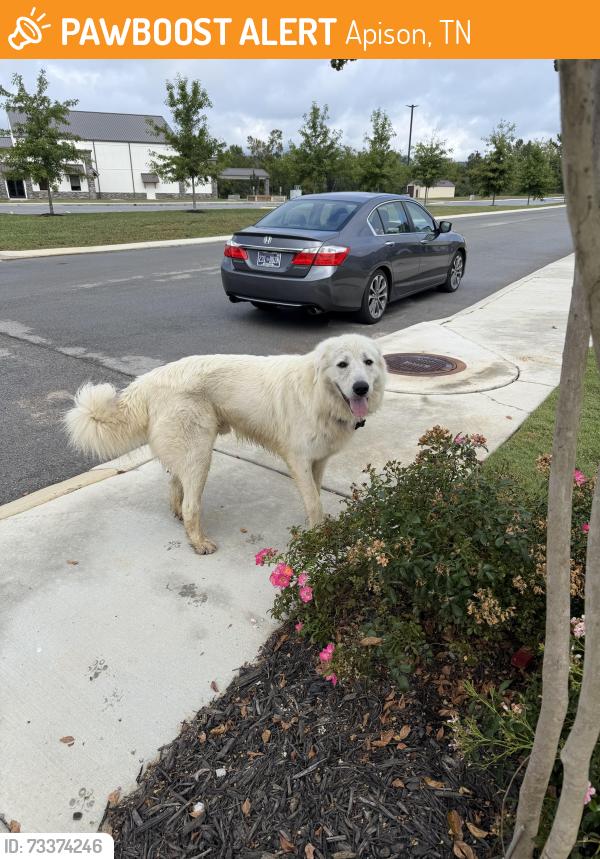 Found/Stray Male Dog last seen Capstone ests behind Silverdale in Apison, Apison, TN 37302