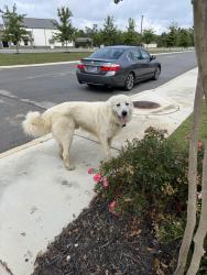 Found/Stray Male Dog last seen Capstone ests behind Silverdale in Apison, Apison, TN 37302