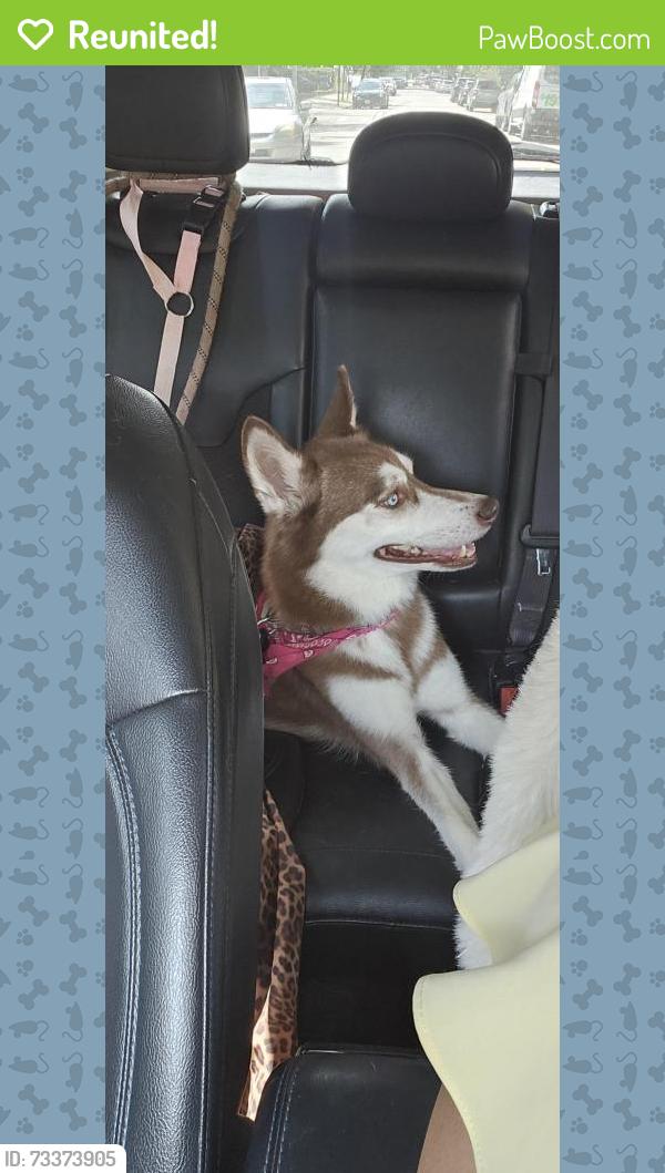 Reunited Female Dog last seen Metropolitan ave Kew Gardens, Queens, NY 11415