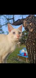 Lost Female Cat last seen Near sw west flagler, Miami, FL 33184