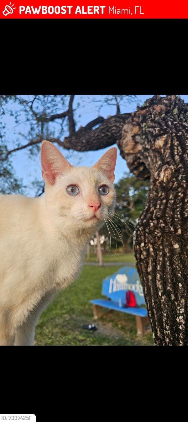 Lost Female Cat last seen Near sw west flagler, Miami, FL 33184