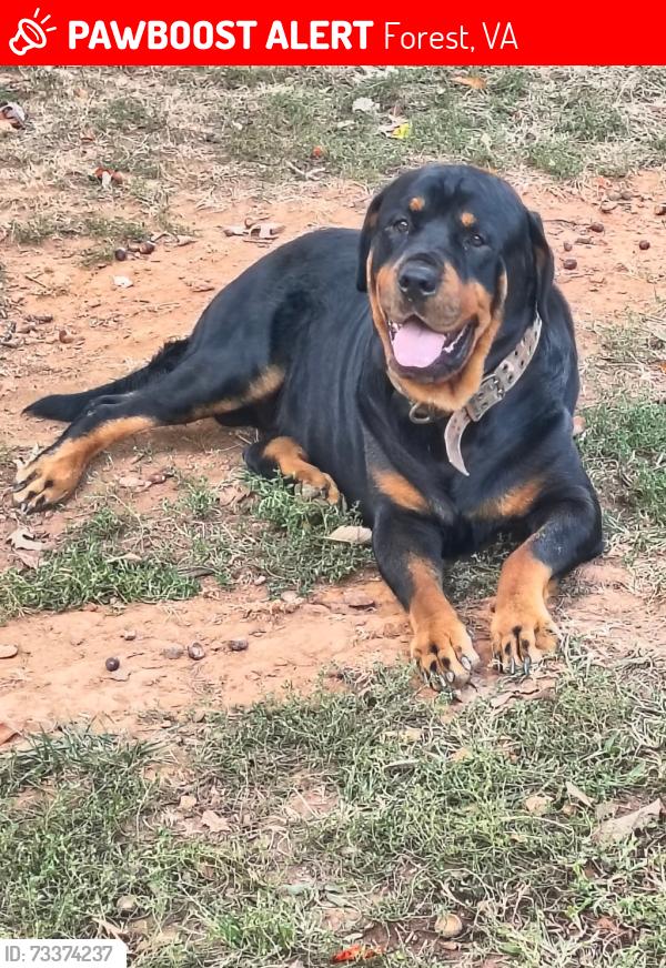 Lost Male Dog last seen Waterlick Rd. and Bumgarner Rd., Forest, VA 24551