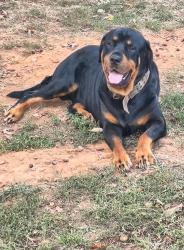 Lost Male Dog last seen Waterlick Rd. and Bumgarner Rd., Forest, VA 24551