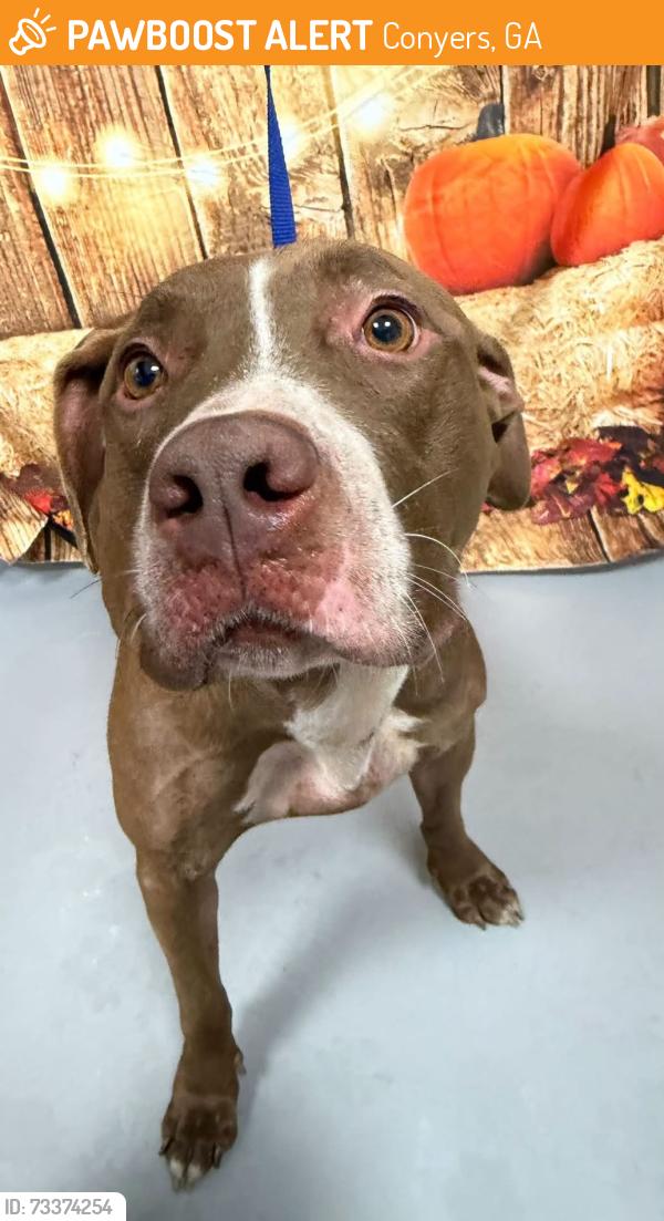 Found/Stray Unknown Dog last seen Located at Rockdale County Animal Service, 1506 Rockbridge Road, Conyers, GA 30012, Conyers, GA 30012
