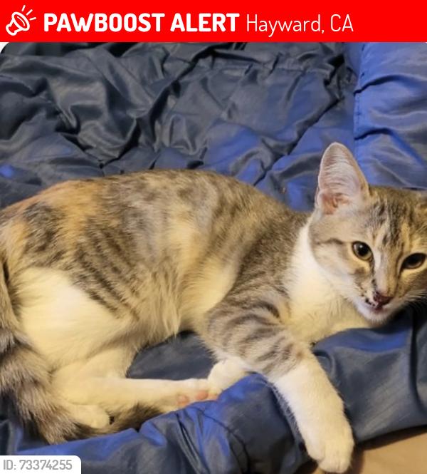 Lost Female Cat last seen Smalley ave, Hayward, CA 94541