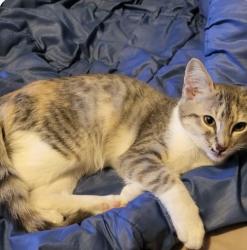 Lost Female Cat last seen Smalley ave, Hayward, CA 94541