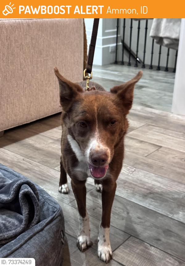 Found/Stray Male Dog last seen Sunnyside and 45th, Ammon, ID 83406