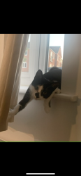 Reunited Male Cat last seen Butterfly Meadows, Kirkby in Ashfield, England 