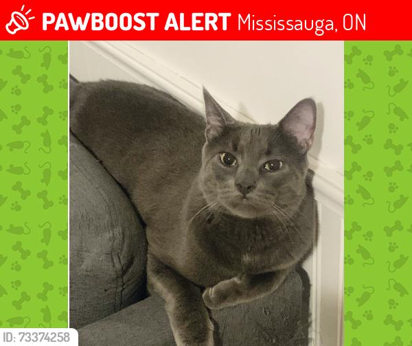 Lost Male Cat last seen Winston Churchill Blvd and Derry Rd, Mississauga, ON 