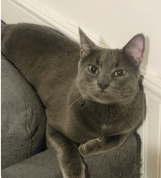 Lost Male Cat last seen Winston Churchill Blvd and Derry Rd, Mississauga, ON 