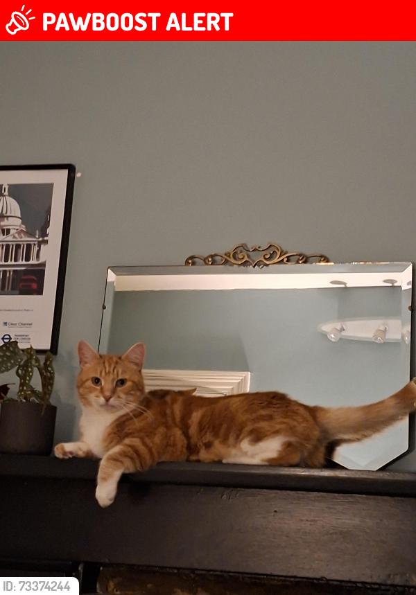 Lost Male Cat last seen Eburne road, Greater London, England N7 6AU