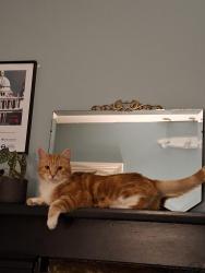Lost Male Cat last seen Eburne road, Greater London, England N7 6AU