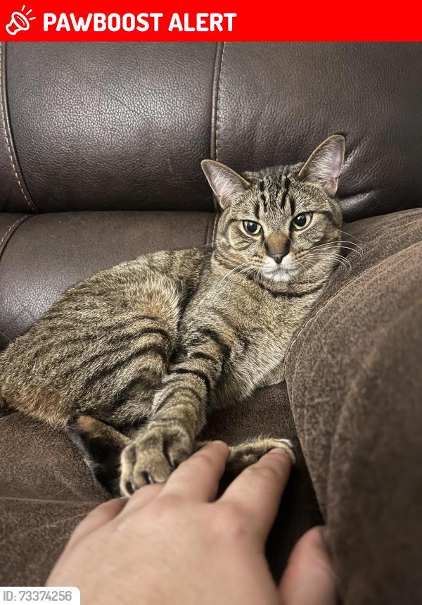 Lost Male Cat last seen Near south millway complex near unit 311, Mississauga, ON L5L 2P5
