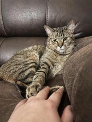 Lost Male Cat last seen Near south millway complex near unit 311, Mississauga, ON L5L 2P5