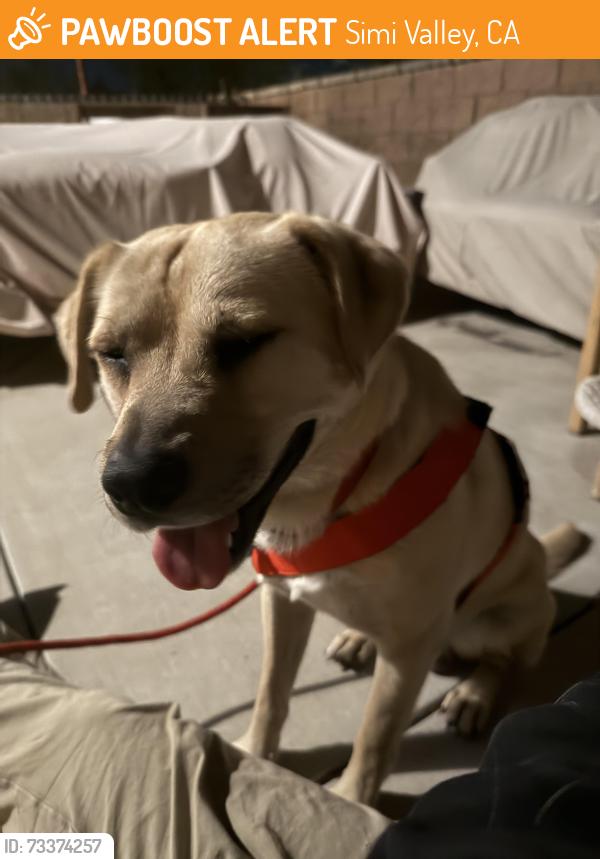Found/Stray Male Dog last seen Los Angeles Ave and Simi Village Drive, Simi Valley, CA 93065