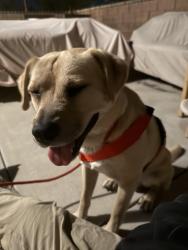 Found/Stray Male Dog last seen Los Angeles Ave and Simi Village Drive, Simi Valley, CA 93065