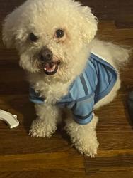 Lost Male Dog last seen Joy Rd, Detroit, MI 48228