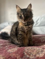 Reunited Female Cat last seen Manhattan Beach Blvd by RJ’s Construction, Lawndale, CA 90260