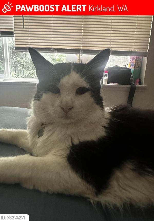 Lost Male Cat last seen Juanita High School, Kirkland, WA 98034