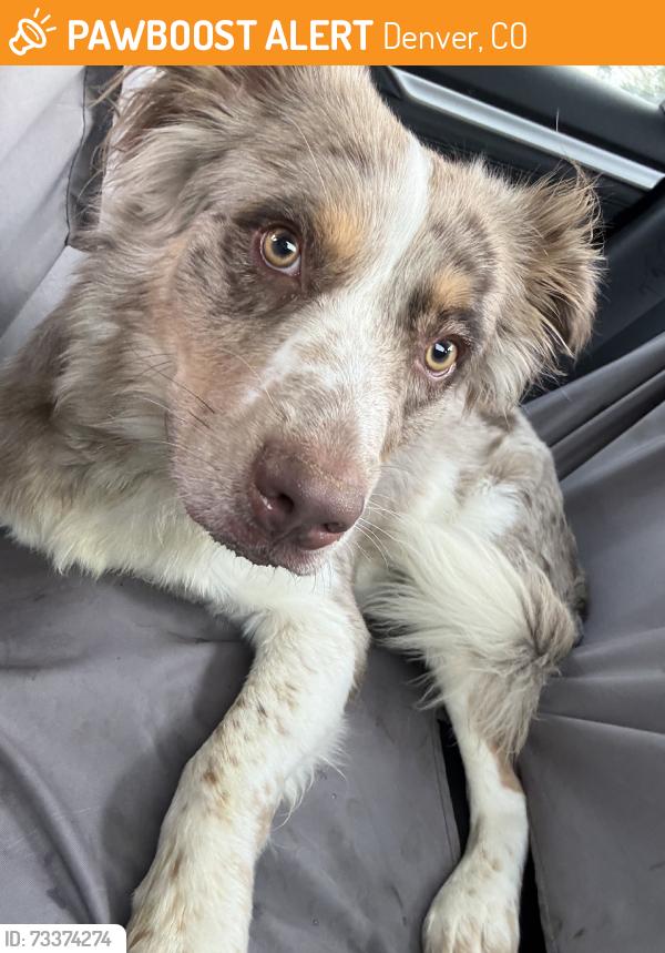 Found/Stray Male Dog last seen Parkhill park, Denver, CO 80207