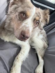 Found/Stray Male Dog last seen Parkhill park, Denver, CO 80207