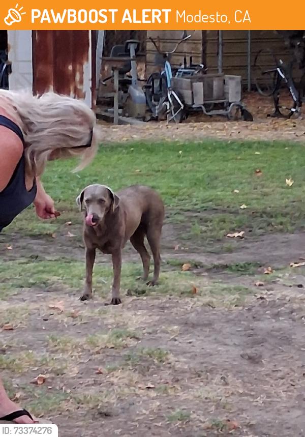 Found/Stray Female Dog last seen Grimes and Paradise, Modesto, CA 95358