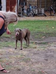 Found/Stray Female Dog last seen Grimes and Paradise, Modesto, CA 95358